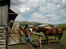 Convoyage de chevaux dans l'état de l'Idaho aux USA